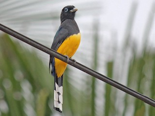  - Black-headed Trogon