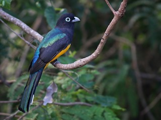  - Black-headed Trogon