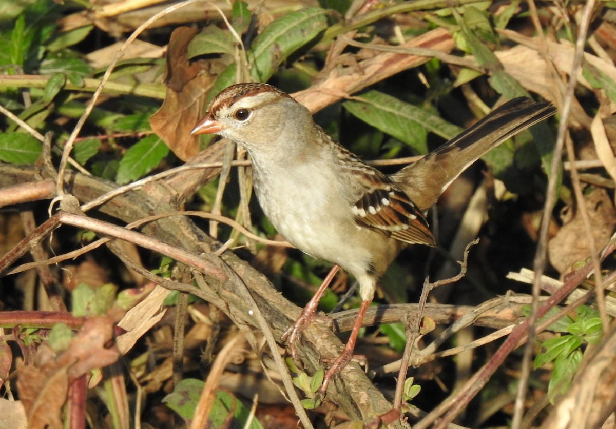 White-crowned Sparrow - ML394416861