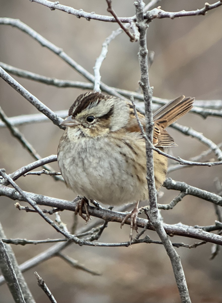 Swamp Sparrow - ML394420111