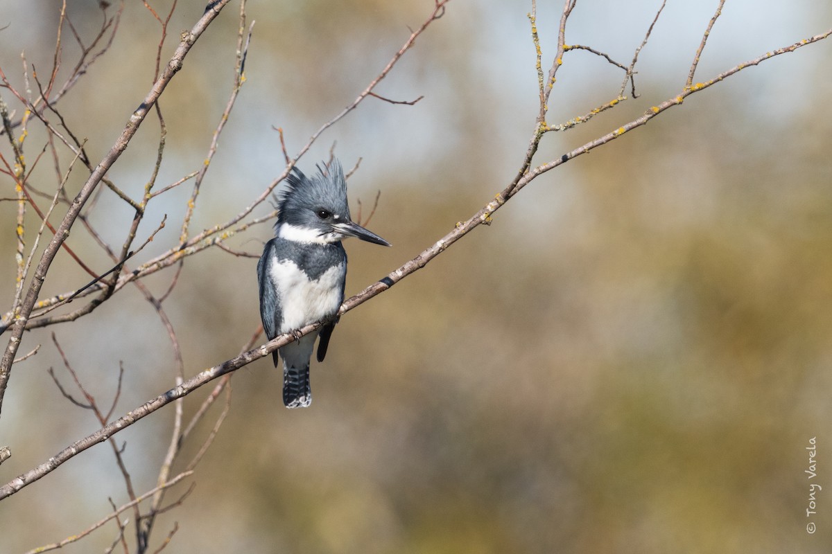 Belted Kingfisher - ML39443691