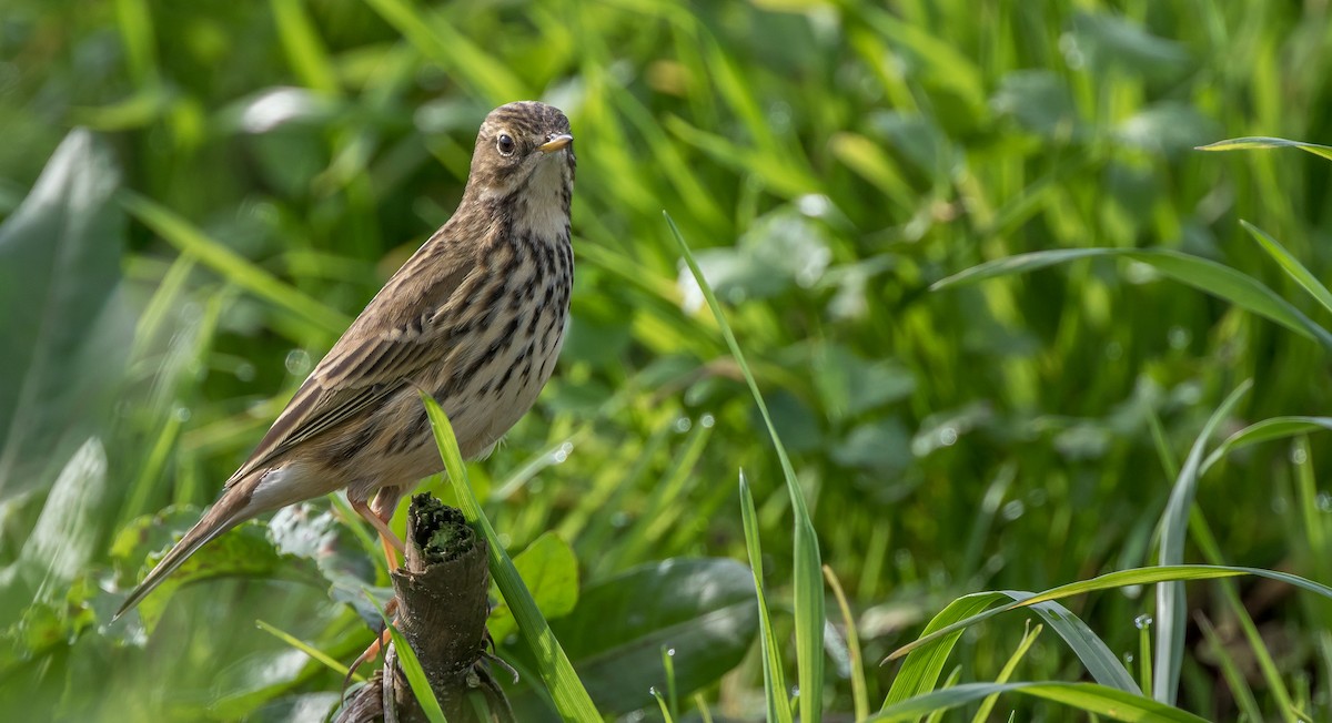 Meadow Pipit - ML394439891