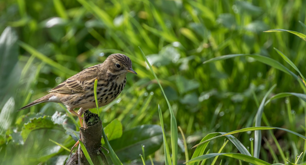 Meadow Pipit - ML394439901