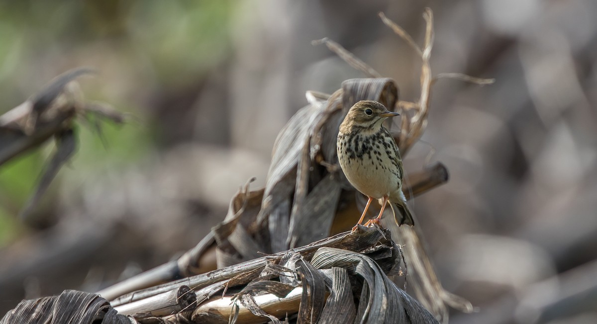 Meadow Pipit - ML394440051