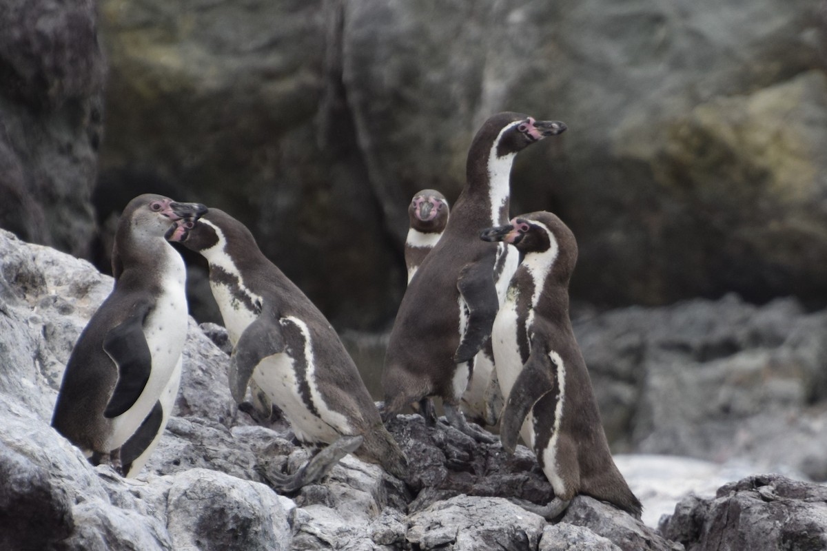 Humboldt Penguin - Laura Valdivia Dubo - REDAVES