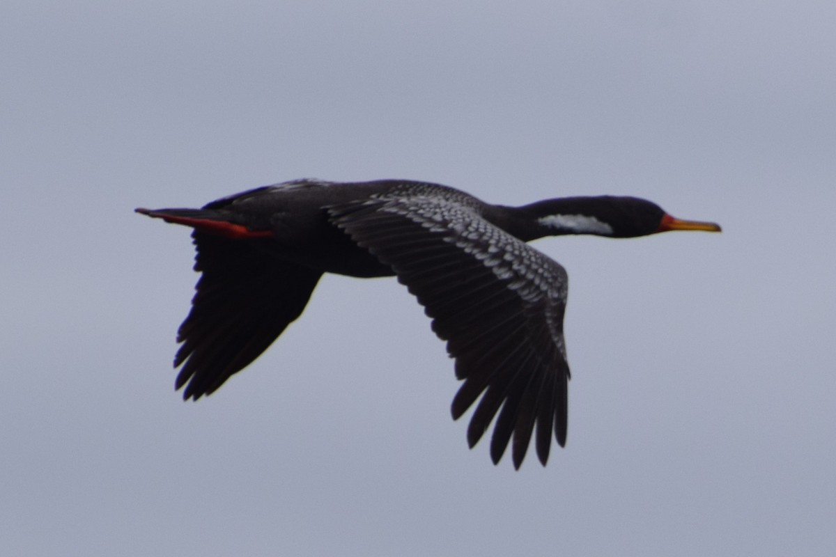 Red-legged Cormorant - Laura Valdivia Dubo - REDAVES