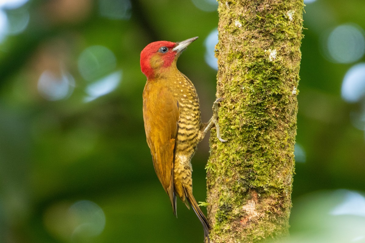 Rufous-winged Woodpecker - ML394447241