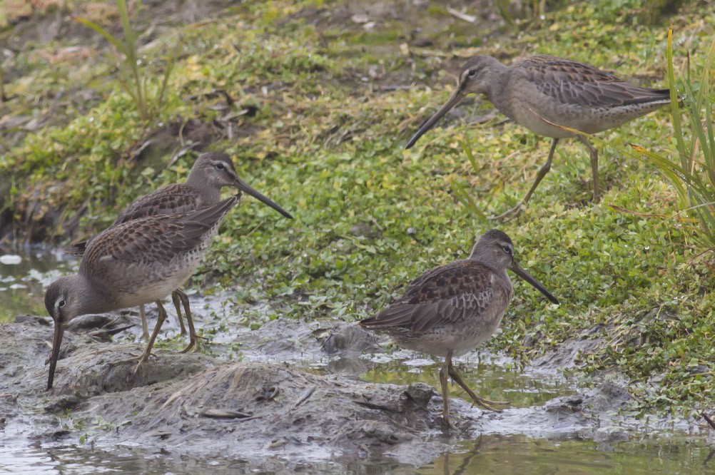 Long-billed Dowitcher - Michael Todd