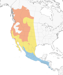 Distribution of the Western Tanager - Range Map