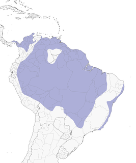 Distribution of the Lesser Kiskadee - Range Map