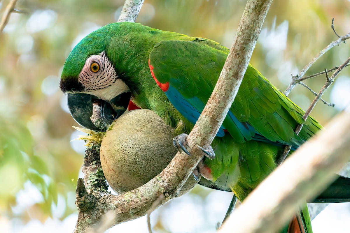 Chestnut-fronted Macaw - ML394452191