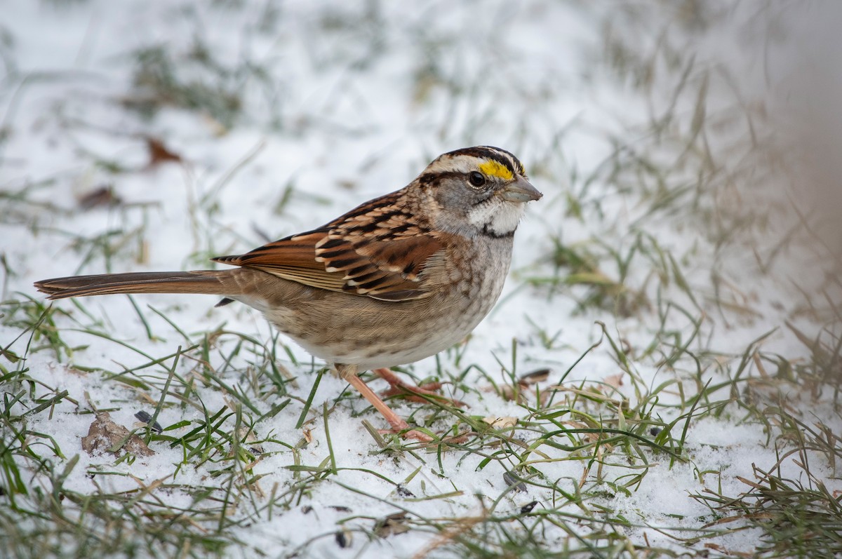 White-throated Sparrow - ML394453421