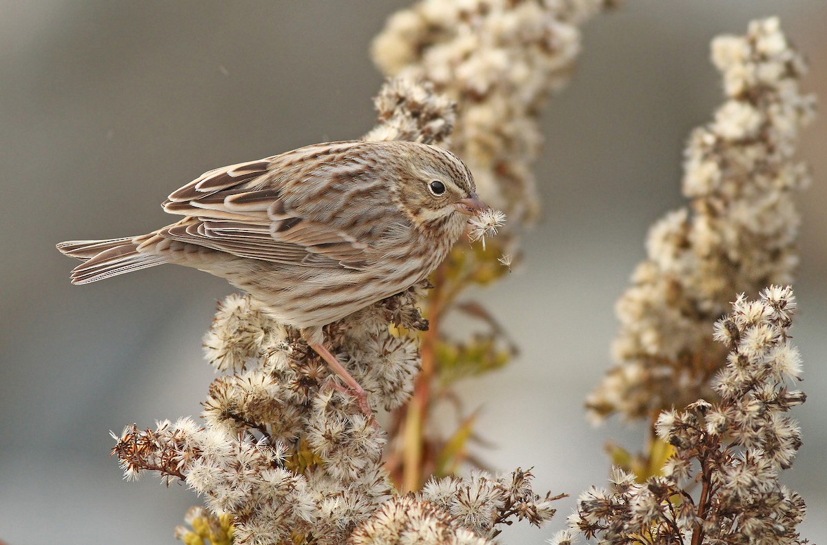Savannah Sparrow (Ipswich) - ML39445411