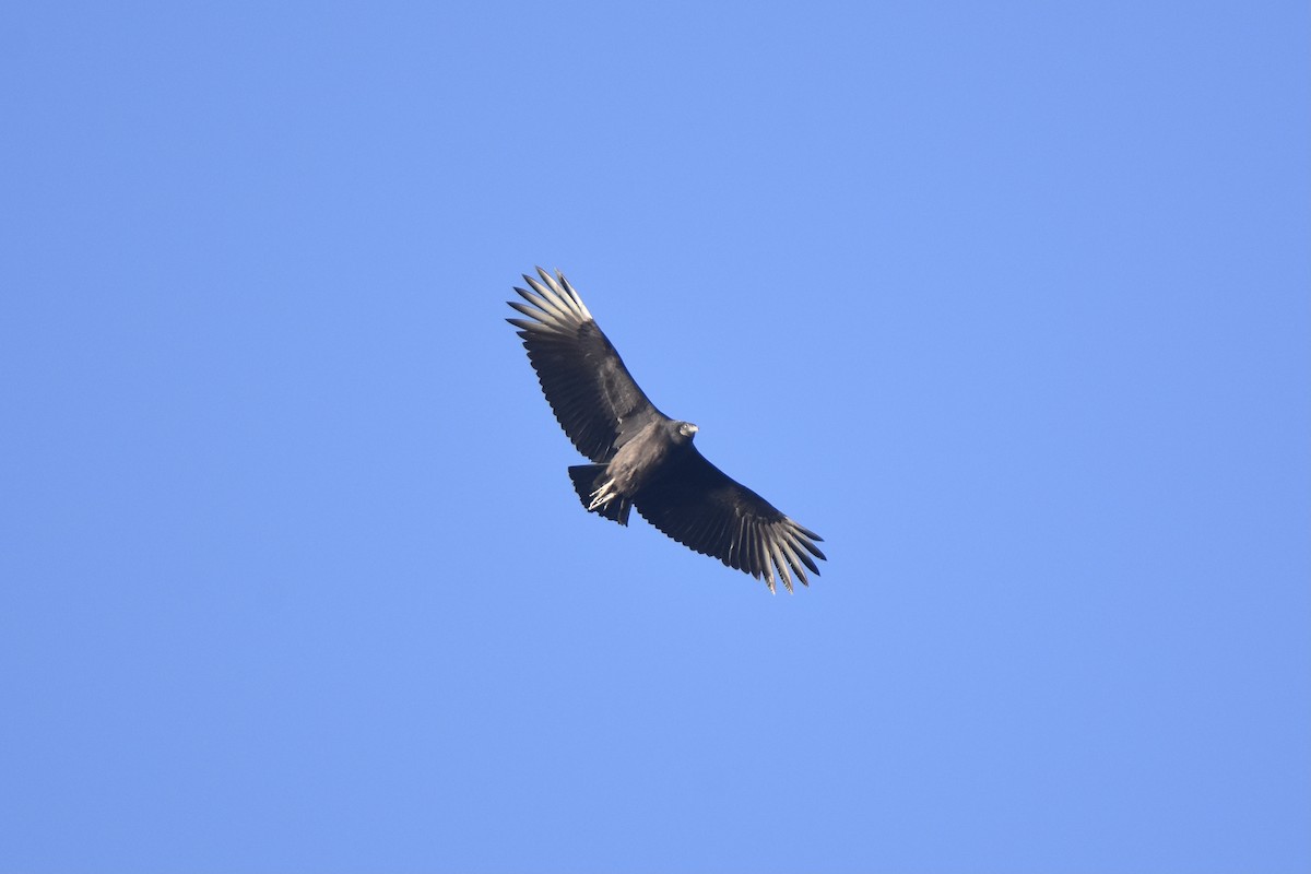 Black Vulture - Pete Monacell