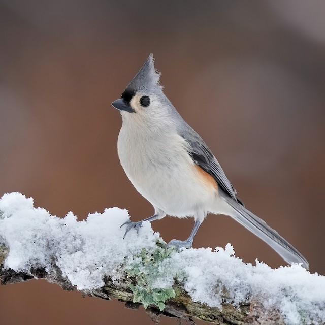 エボシガラ Ebird