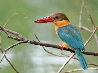  - Stork-billed Kingfisher