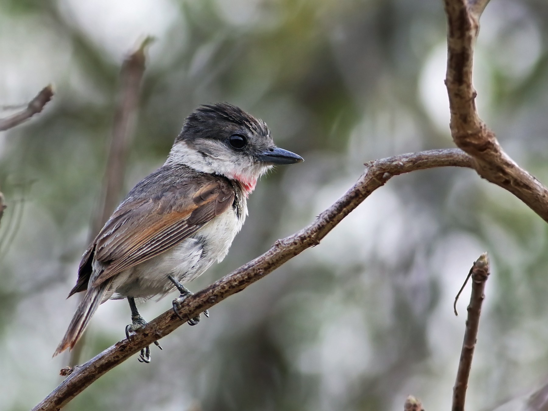 Rose-throated Becard - Andrew Spencer