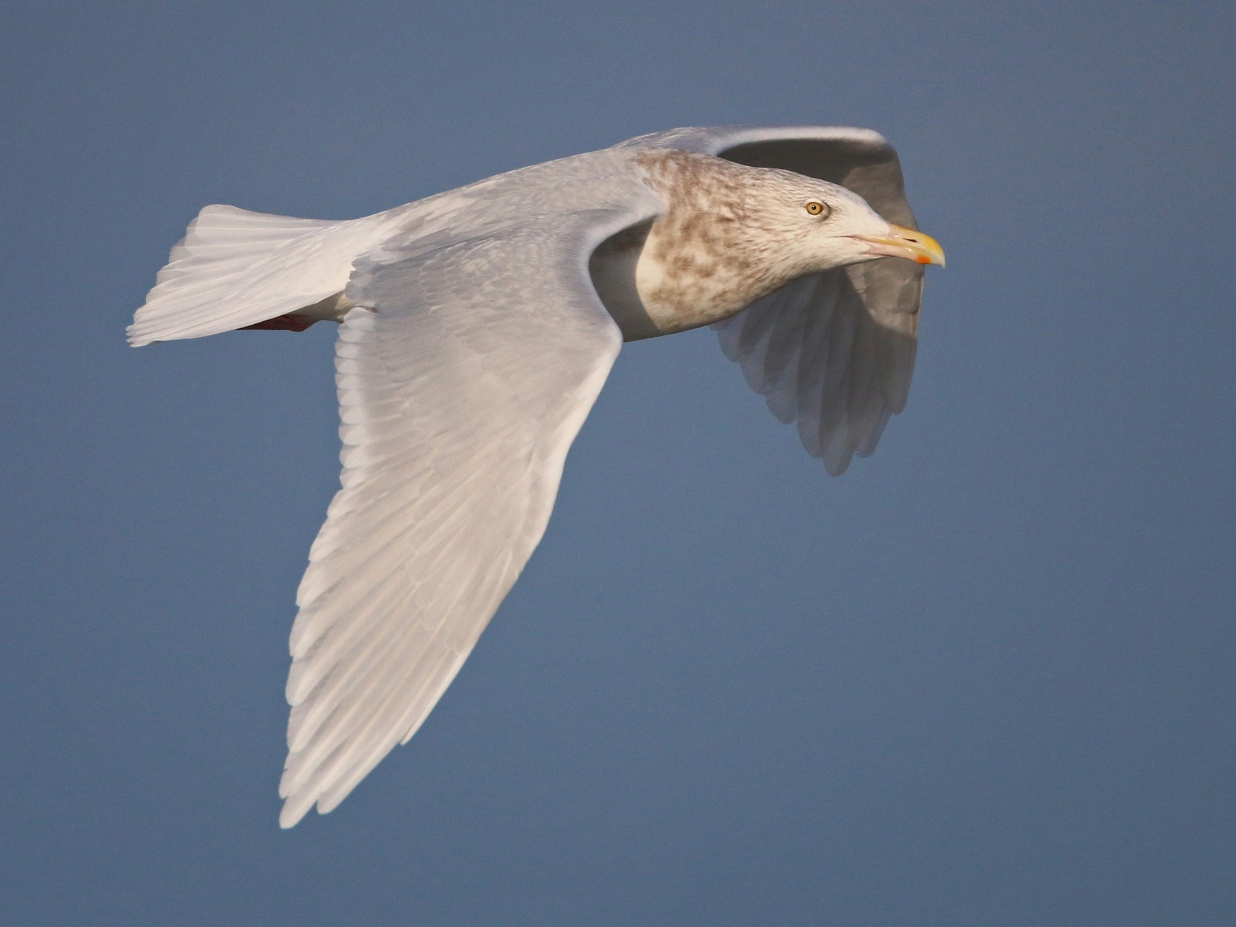 Glaucous Gull - eBird