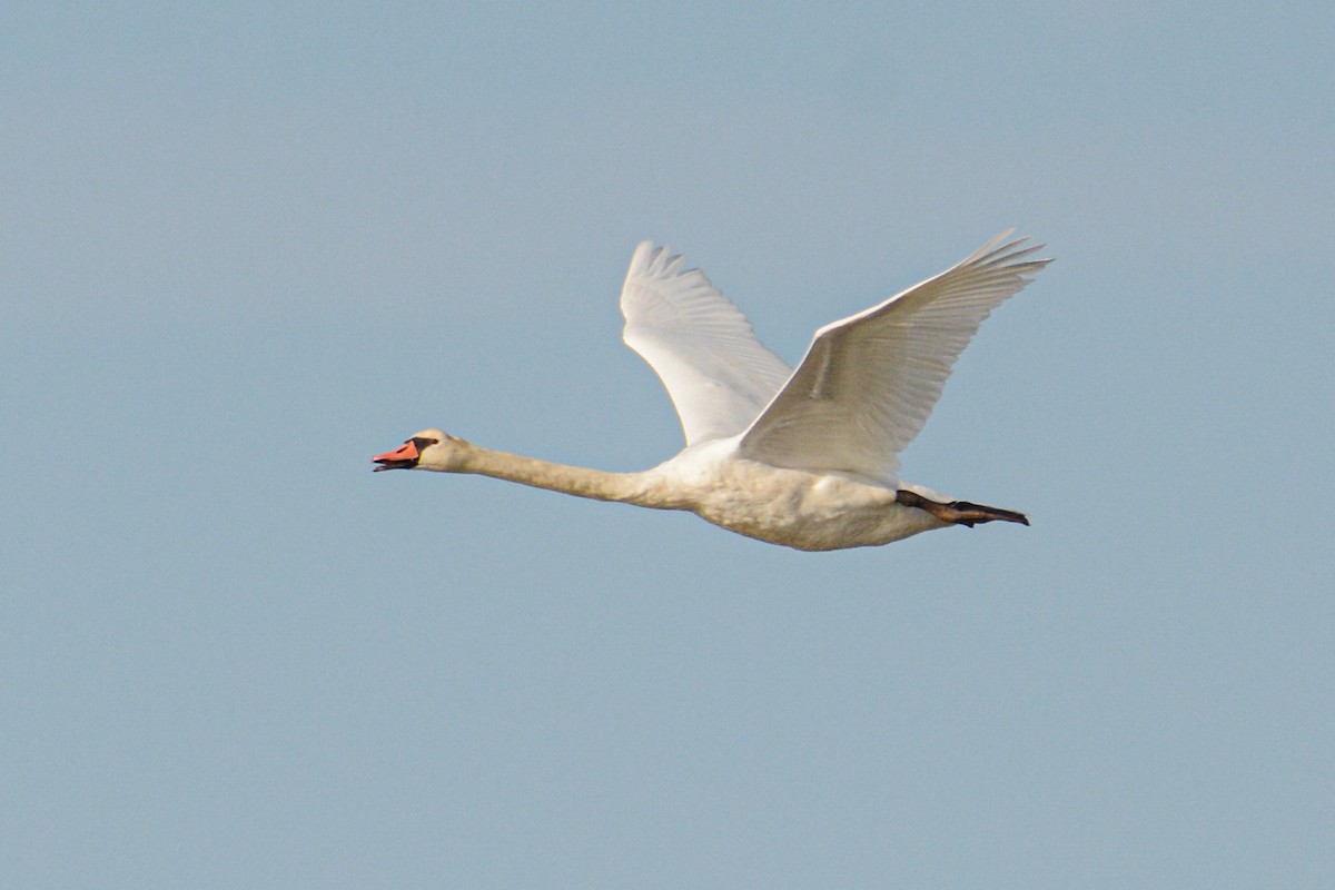 EBird Checklist 15 Oct 2021 Cape Island CMP Coral Ave Dune Crossing 100 Species 3