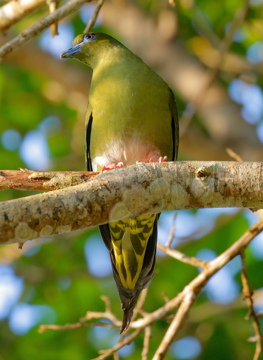 Yellow-vented Green-Pigeon - ML394461951