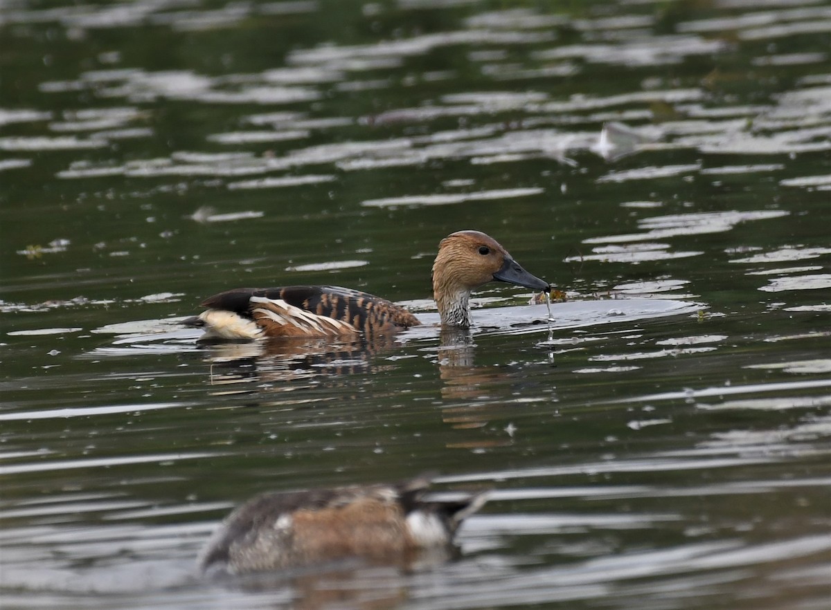 Fulvous Whistling-Duck - ML394463661