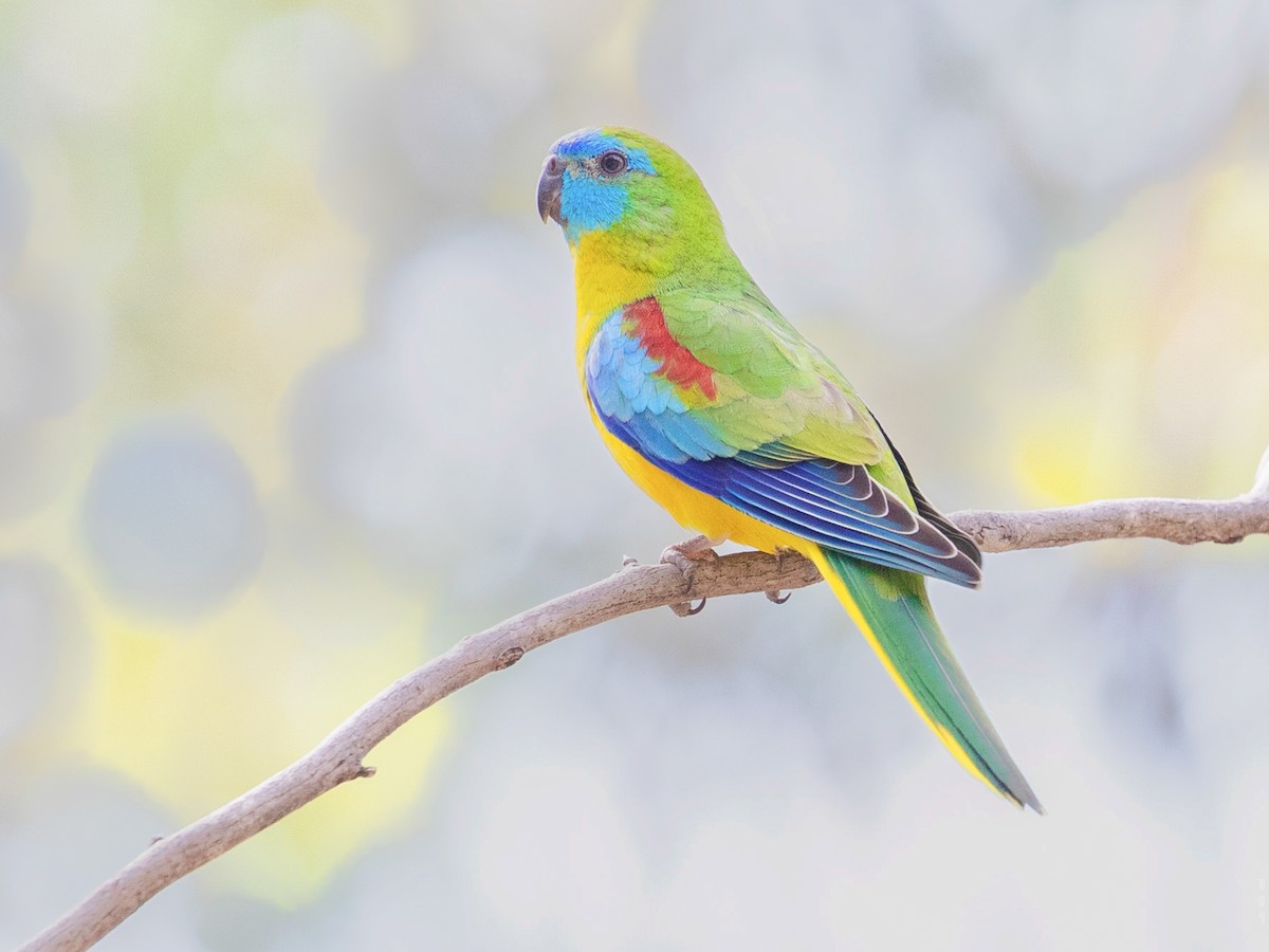 Turquoisine parakeet sales