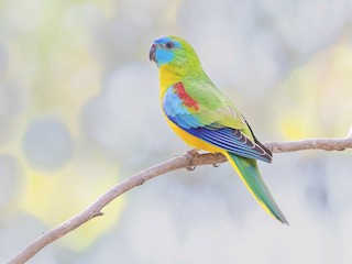  - Turquoise Parrot