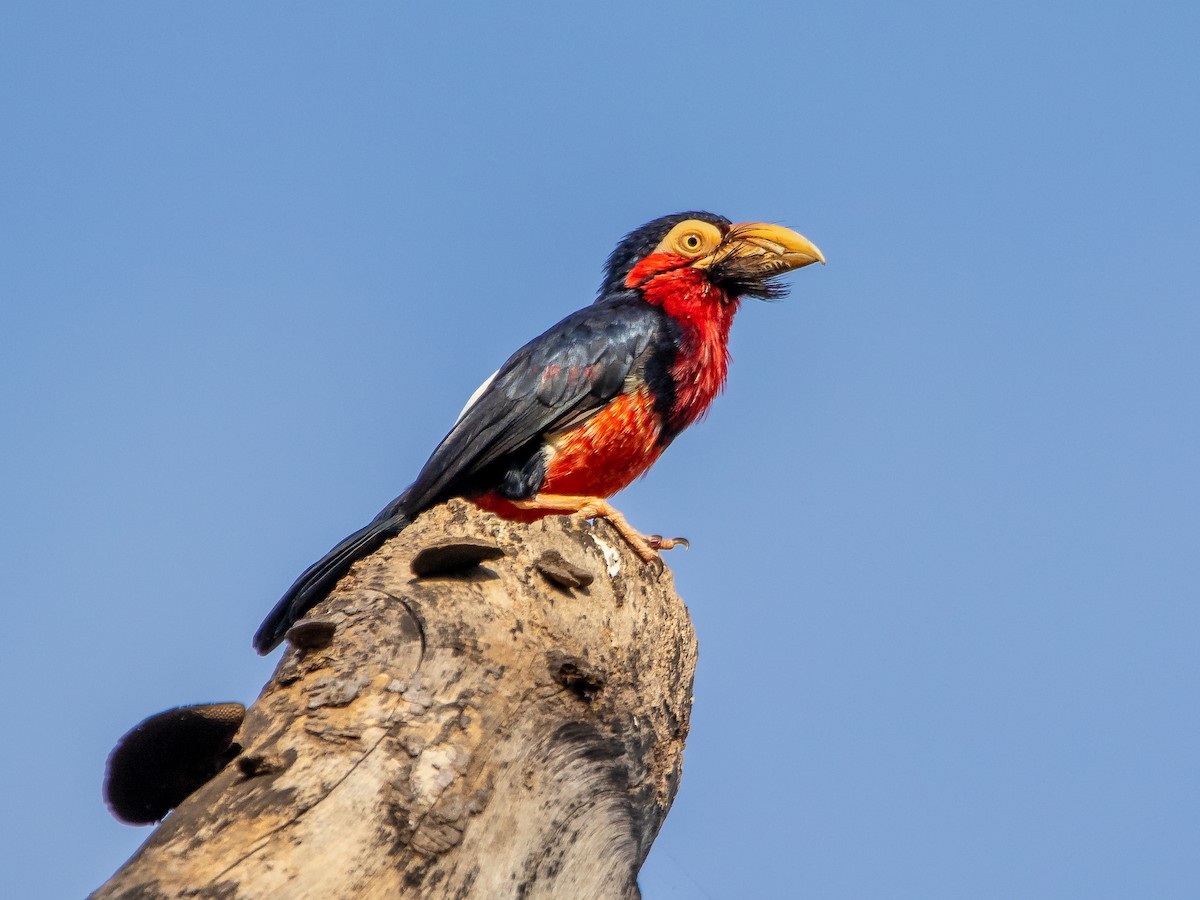 Bearded Barbet - Pogonornis dubius - Birds of the World