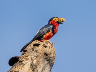 can a barbet live in chad