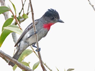  - Rose-throated Becard