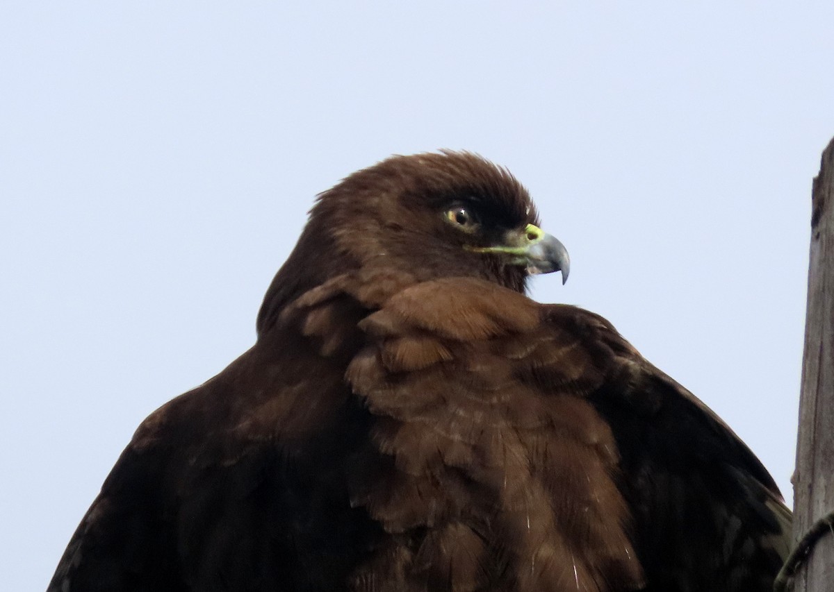 Red-tailed Hawk - Terri Osborn