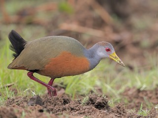 Gray-cowled Wood-Rail - Aramides cajaneus - Birds of the World