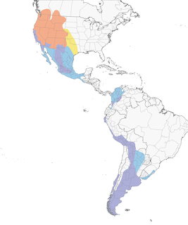 Distribution of the Cinnamon Teal - Range Map