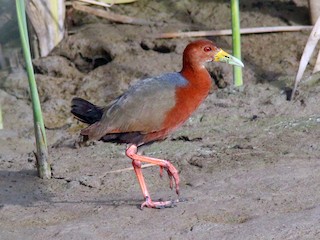  - Rufous-necked Wood-Rail