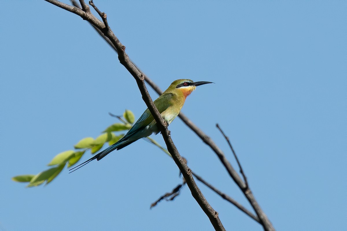 Blue-tailed Bee-eater - ML394492781