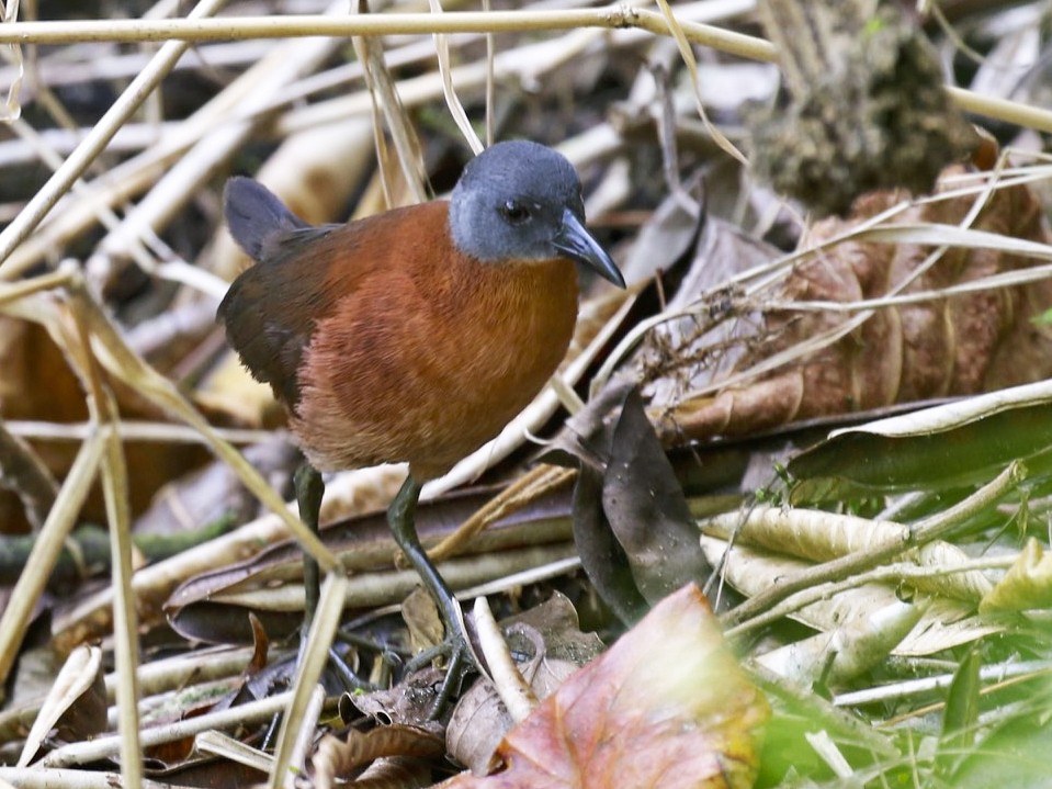 Ruddy Crake - eBird