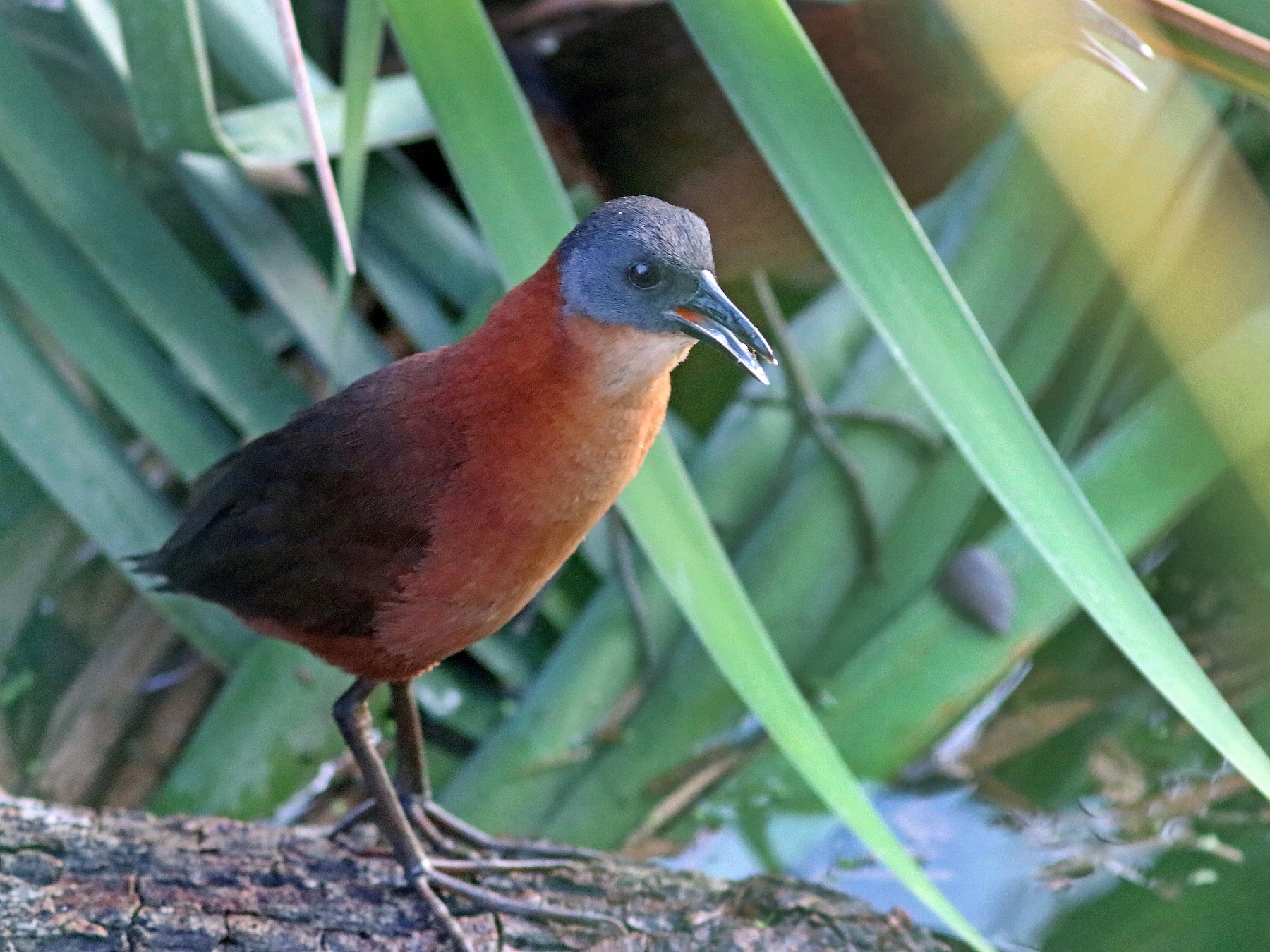 Ruddy Crake