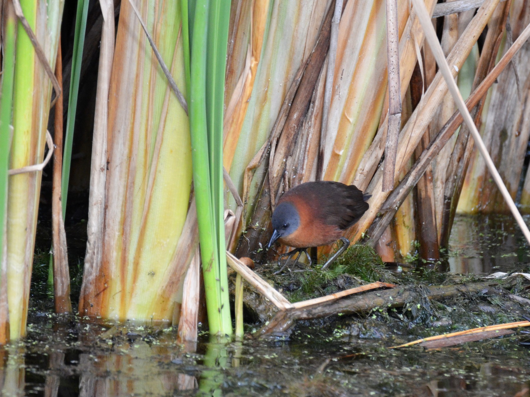 Ruddy Crake