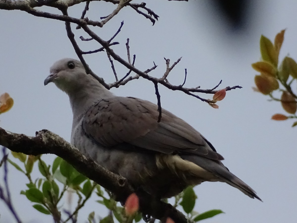 Malabar Imperial-Pigeon - ML394498311