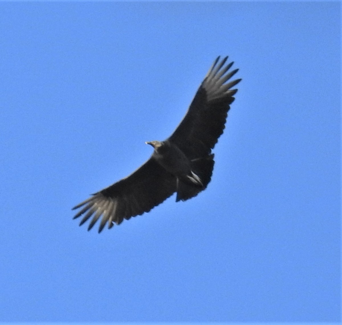 Black Vulture - ML394503331