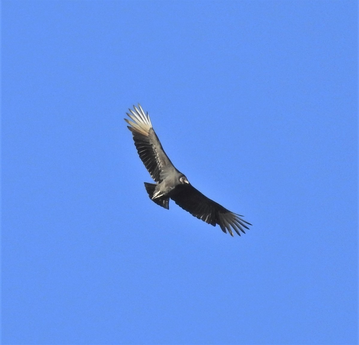 Black Vulture - ML394503341