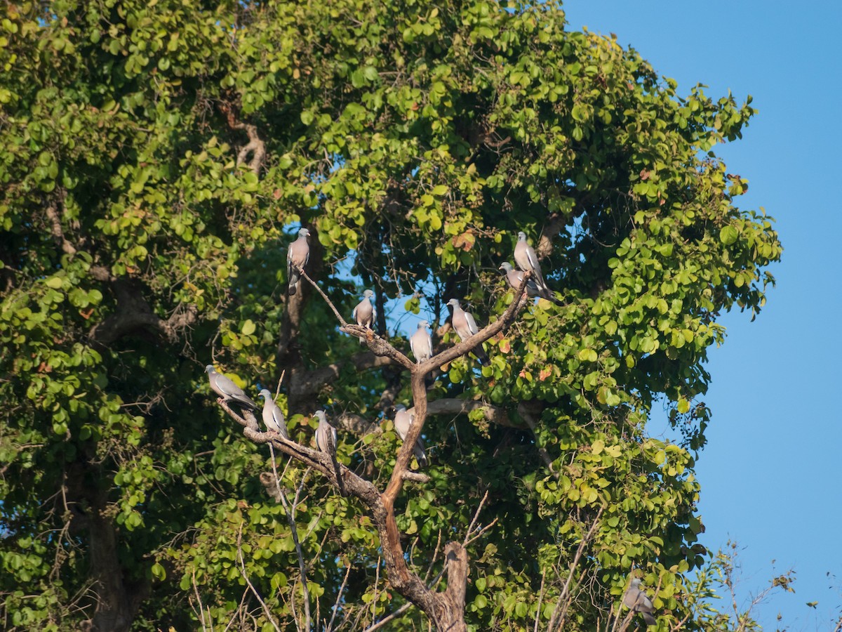 Common Wood-Pigeon - Rounak Patra