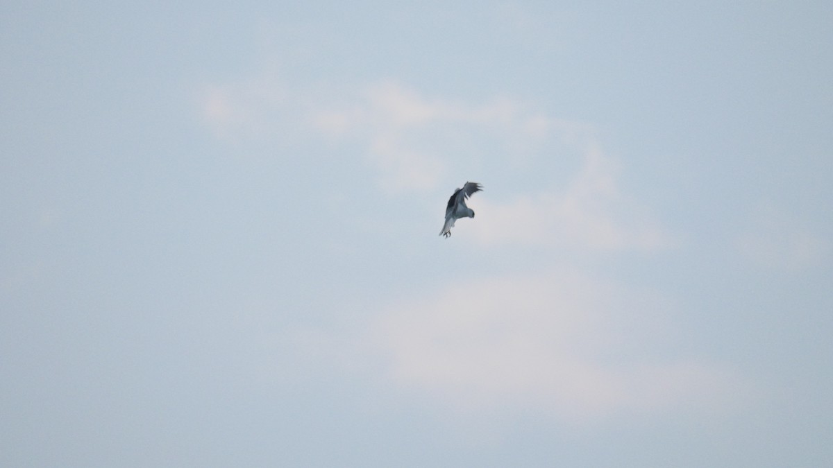 Black-winged Kite - ML394512431