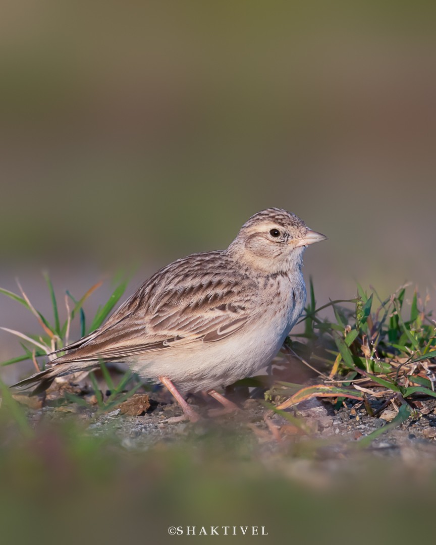 Mongolian Short-toed Lark - ML394512641