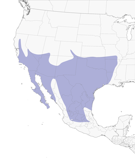 Distribution of the Greater Roadrunner - Range Map
