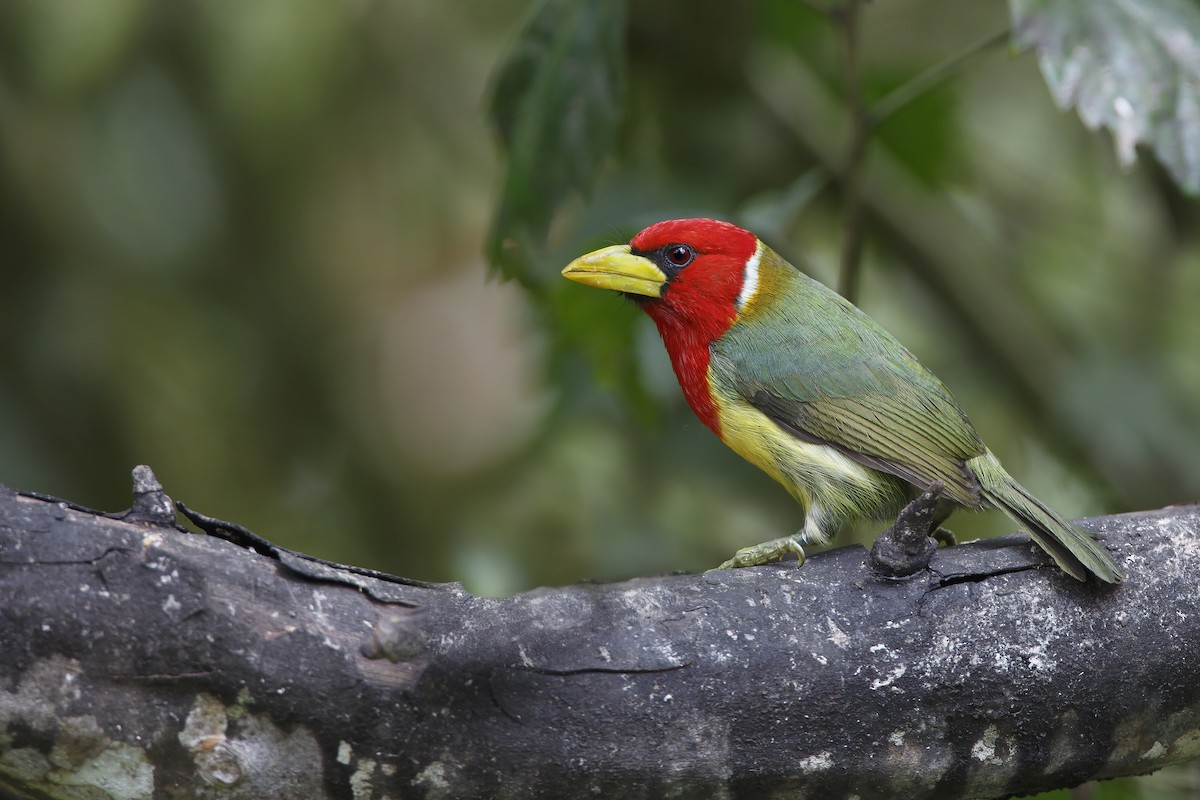 Red-headed Barbet - Marco Valentini