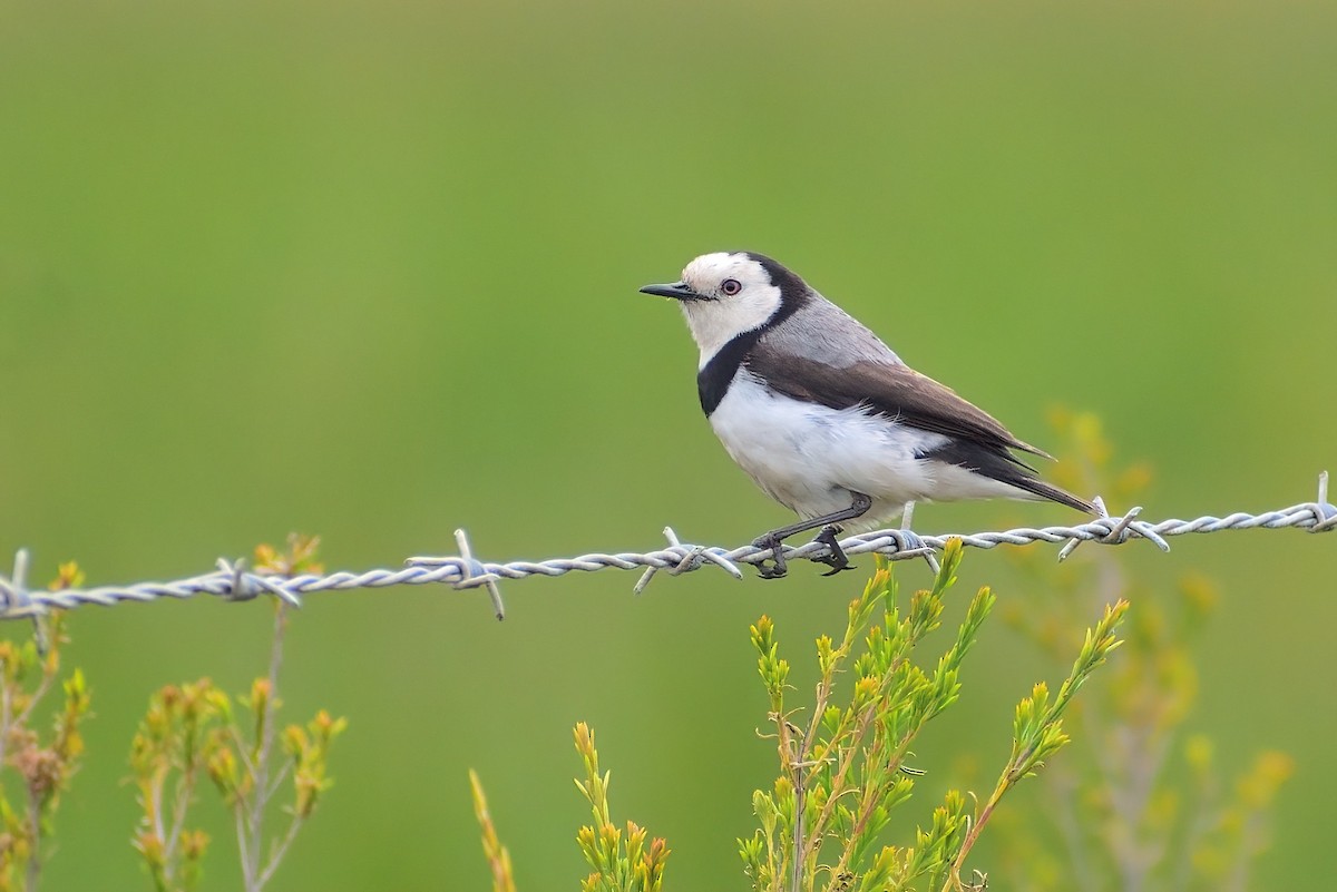 White-fronted Chat - ML394530121