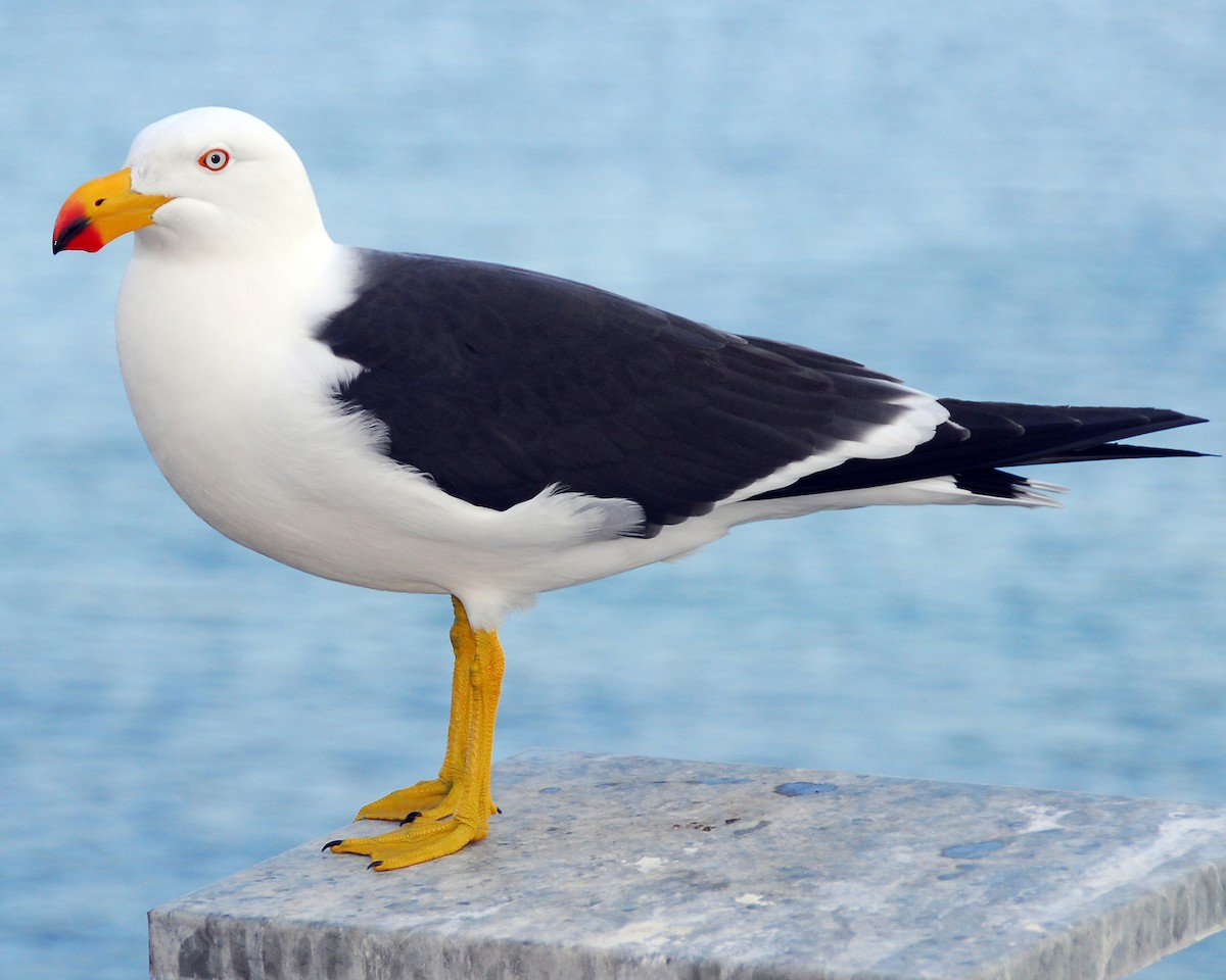 Pacific Gull - John Boyce