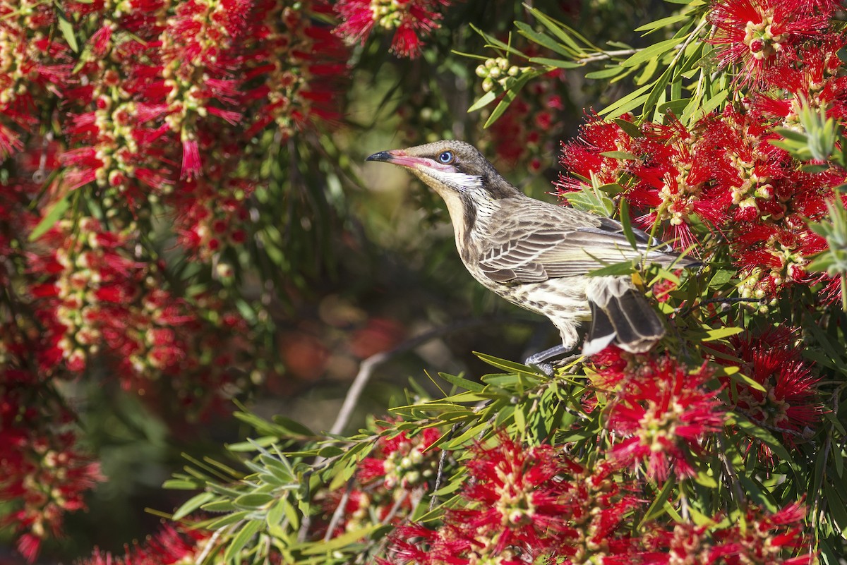 Spiny-cheeked Honeyeater - Peter Taylor