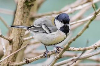 白頰山雀- eBird